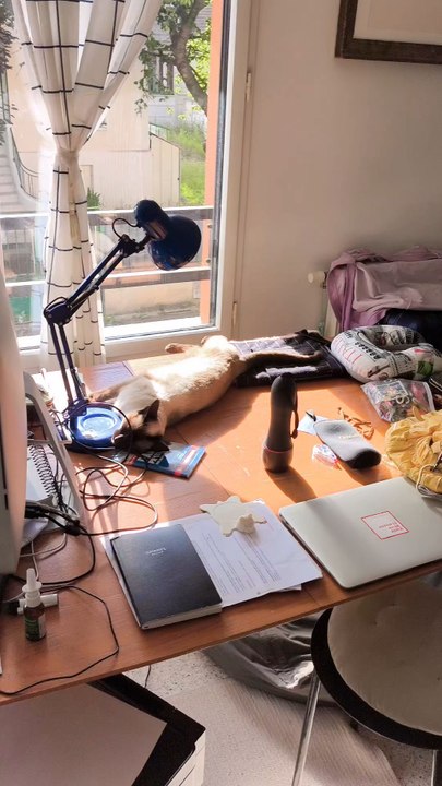 Venise a trouvé le meilleur spot de l’appartement ☀️🐱#cat #sunlight #cozyhome #siamese #catmoments