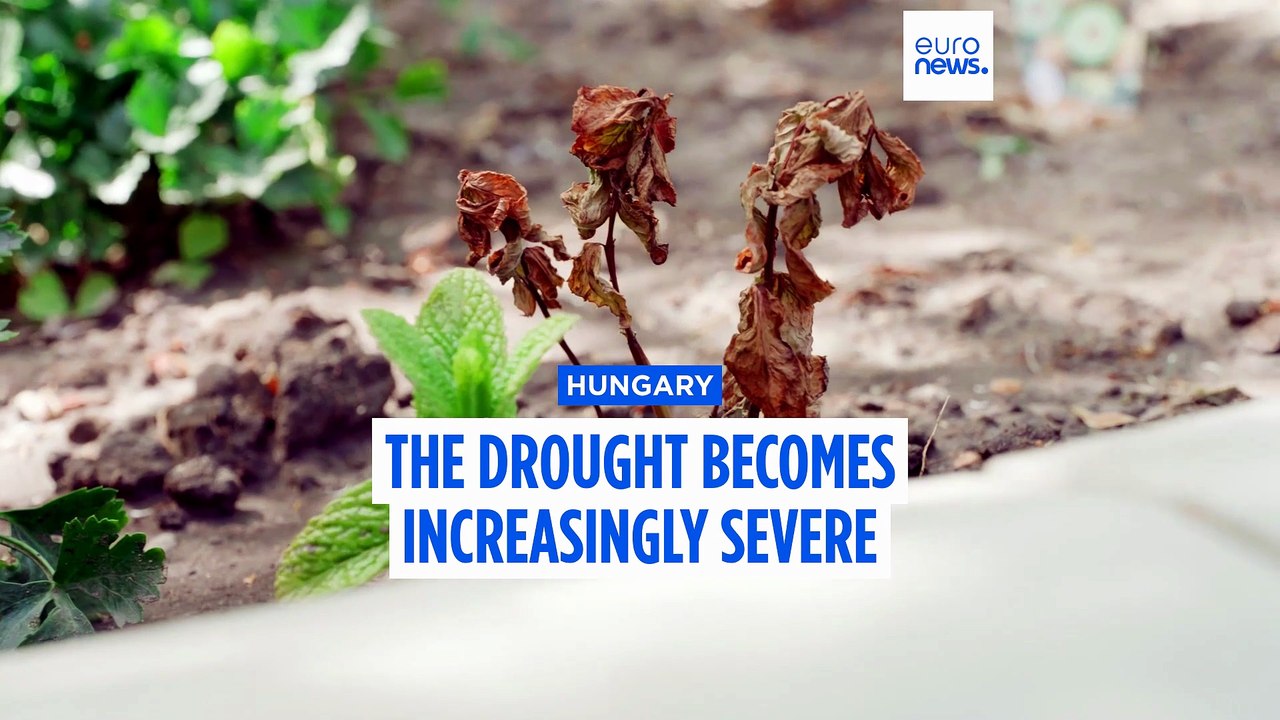 Severe drought grips Hungary as Great Plain turns dusty and rivers shrink