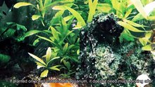 Hygoraphila Polysperma Easy Aquatic plant for aquariums