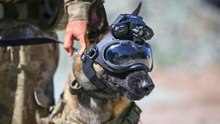 Meet America's 11 most elite guard dogs