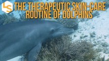 The Secret of Dolphin Skincare: Medicated Coral Mucus