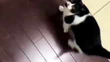 Stupid cat always does things make me laugh 😆 #cat #cats #funny  #funnyvideos #funnycat