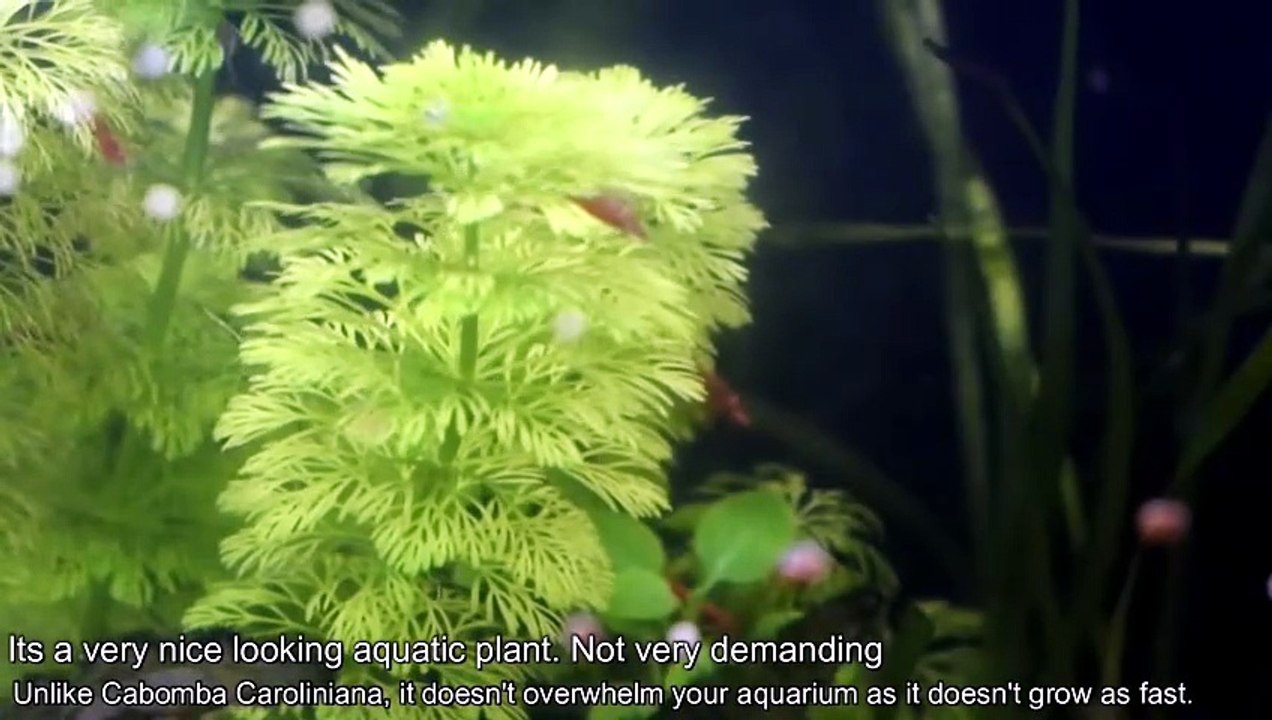 Limnophila Sessiliflora