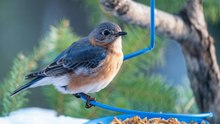 12 Simple Ways to Attract Bluebirds to Your Yard