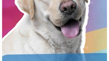 ¡Mucho ojo con el corazón de tu lomito! Así puedes identificar enfermedades cardíacas en tu mascota