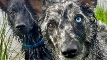 Ten dog breeds officially recognized - are you familiar with them?