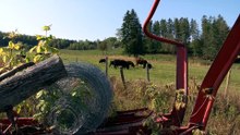 Services vétérinaires : la situation s’envenime entre l’Alliance agricole et le gouvernement