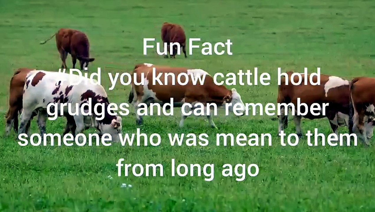 cattle fun facts