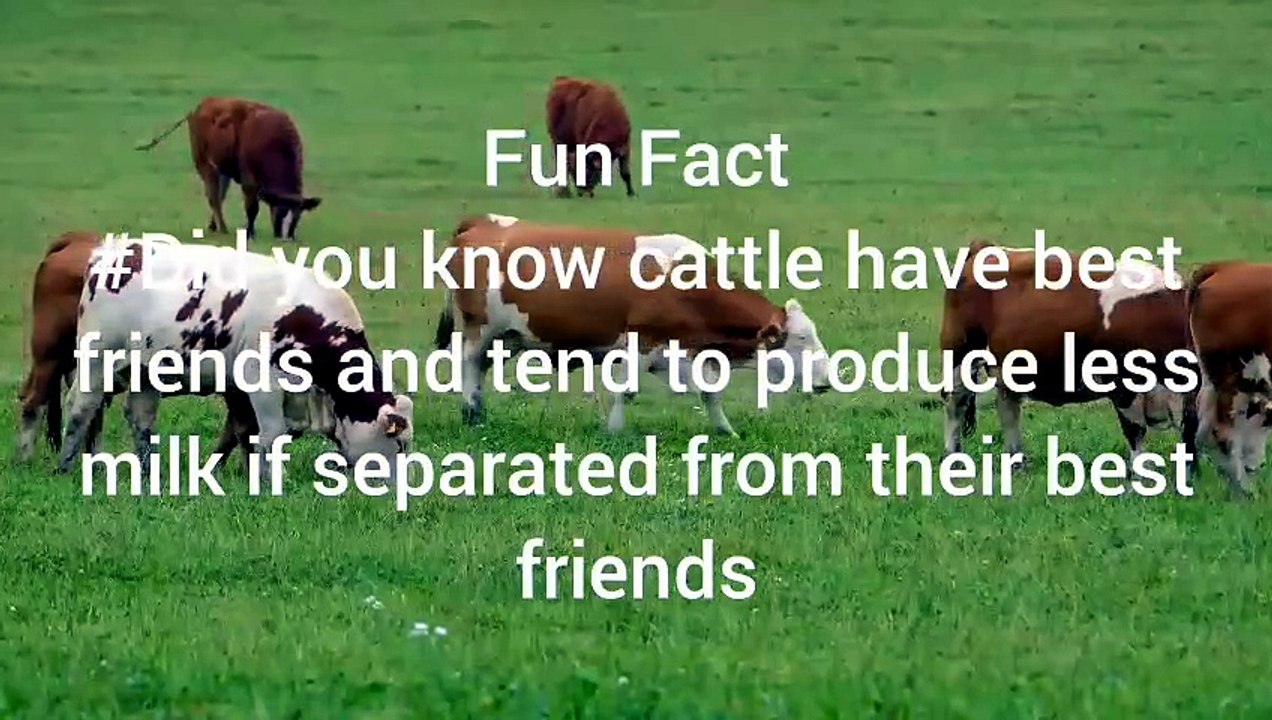 cattle fun facts
