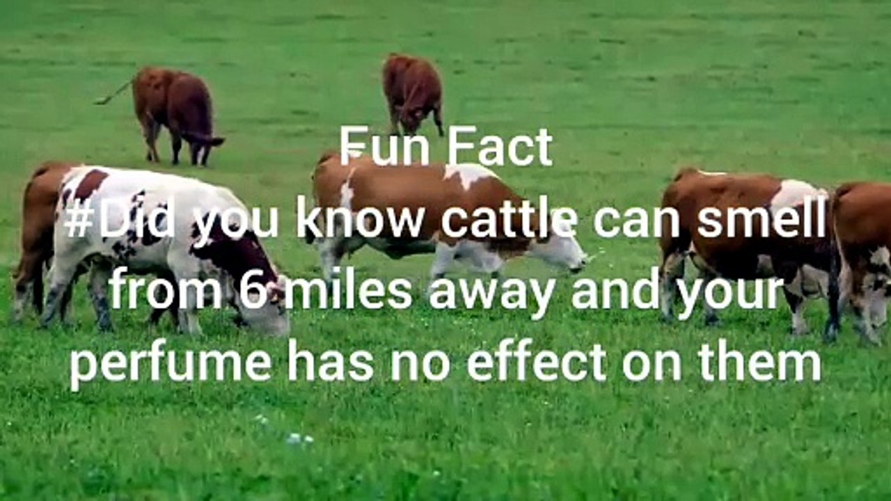 cattle fun facts