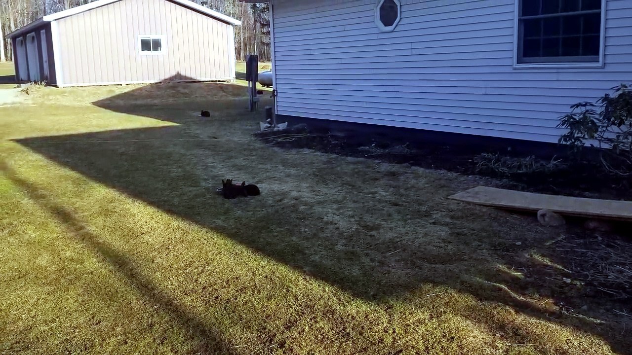 Everything the light touches may be Mufasa's kingdom, but the shadow domain belongs to void floofs. | #SparklegleamFarm #Bunny #farm #rabbit #farmanimals #cute