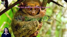 「TravelPZ」 Review Bohol Island Private Day Tour: Chocolate Hills, ATV Ride, Tarsier, Zipline, Cable Car & Loboc Dining Cruise | Philippines