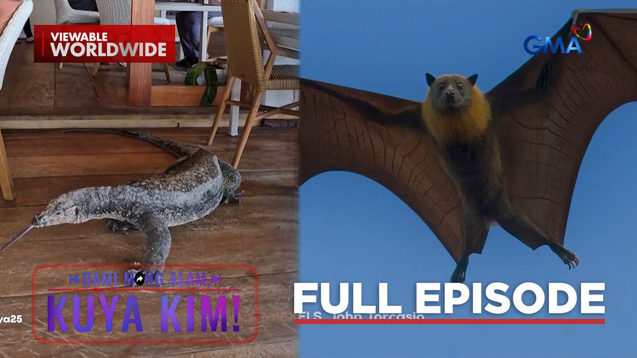 Ga-higanteng paniki sa Samar!; Isang reptile, bumisita sa isang resort?! | Dami Mong Alam, Kuya Kim!