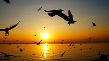 “This bird sound feels unreal 🕊️”