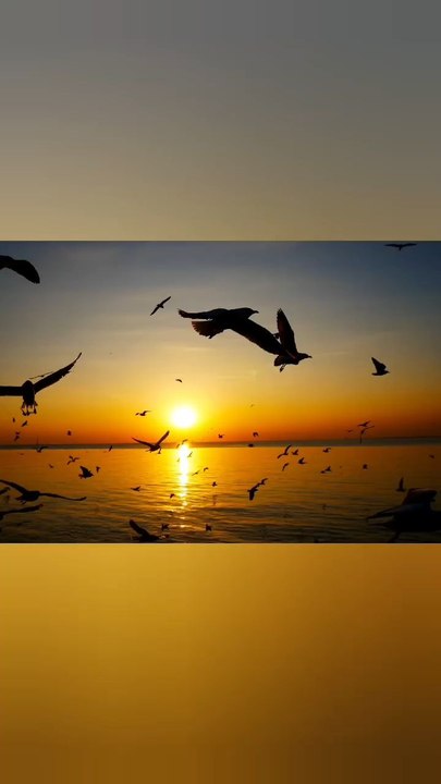 “This bird sound feels unreal 🕊️”