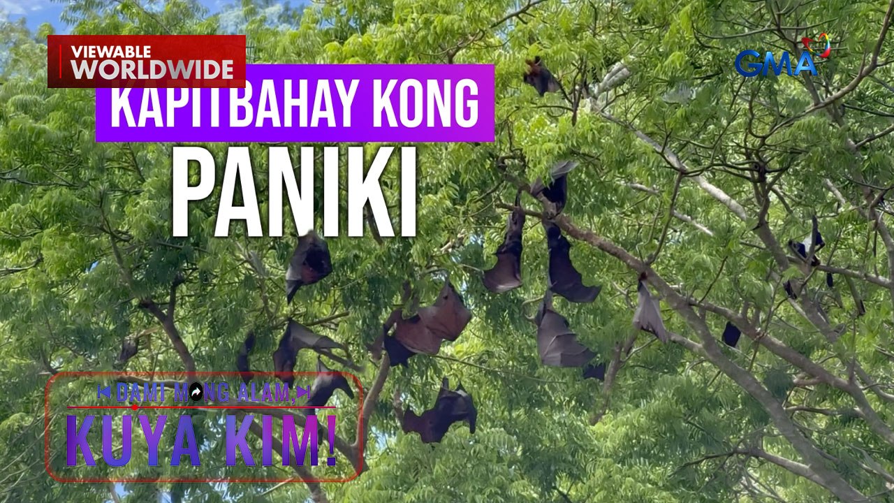 Mga taga-Samar, paano namumuhay kasama ang mga kapitbahay na paniki?! | Dami Mong Alam, Kuya Kim!