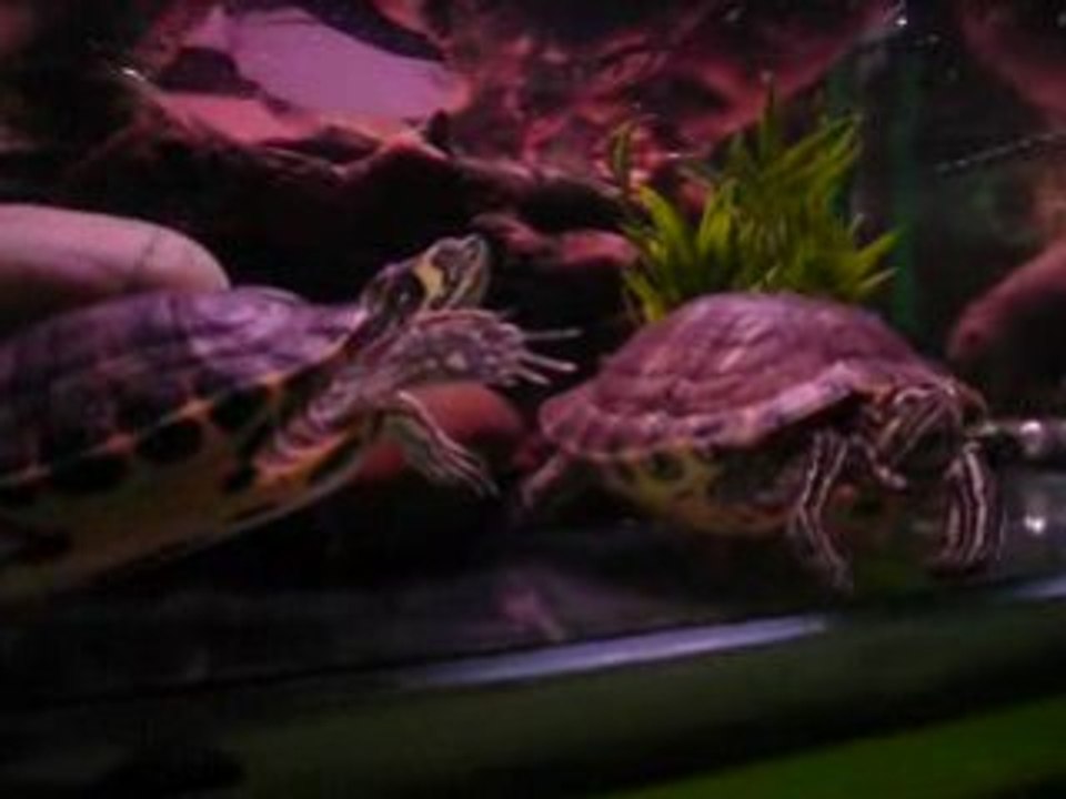 La parade amoureuse des tortues de Toma