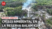 Invasores deforestan casi 2 mil hectáreas de selva en Calakmul para venderlas | Milenio Hábitat
