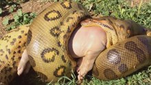 Anaconda verde gigante: el depredador más temido del Amazonas