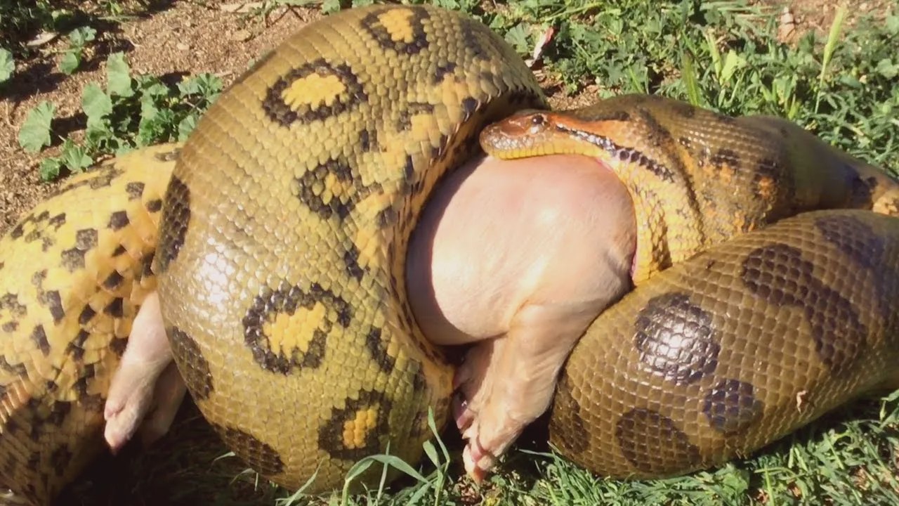 Anaconda vert géant : le prédateur le plus redouté de l'Amazonie