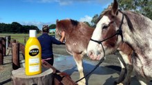 Victor Harbor tramway Clydesdale battle flu-like illness stopping tourist service
