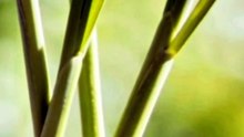 lemongrass | Benefits  natureplant
