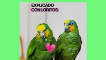 ¿Por qué el corazón duele cuando perdemos a alguien? Explicado con loritos