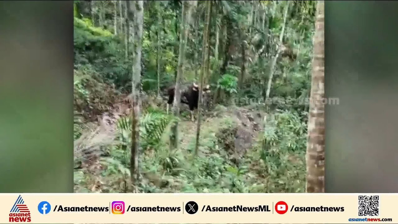 ജനവാസ മേഖലയിൽ കാട്ടുപോത്ത്; നാട്ടുകാര്‍ ഓടി രക്ഷപെട്ടു |Kozhikode