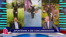 La oportunidad de brillar para los burros | Qué Importa