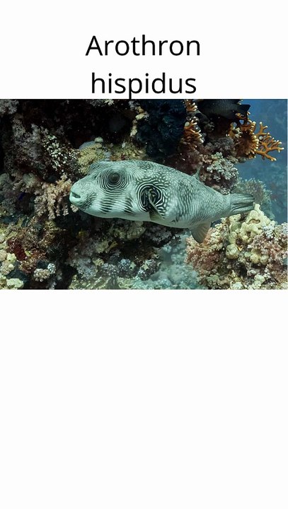 Arothron hispidus