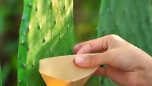 Ancient Makeup making Lipstick From Cactus Bugs to Masterpiece