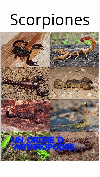 Scorpiones