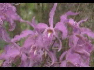 La Cantuta - Flor Nacional del Peru