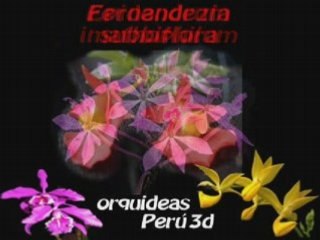 Orquideas del Peru
