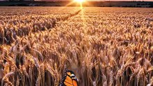 Rhythmic Harvest: Wind Sweeping Through Wheat
