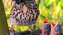 Bird Watching Diaries: Explore Amazing Birds with