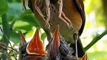 Bird Watching Diaries: Explore Amazing Birds with