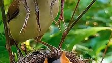 Bird Watching Diaries: Explore Amazing Birds with