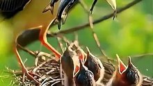 Bird Watching Diaries: Explore Amazing Birds with