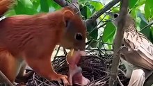 Bird Watching Diaries: Explore Amazing Birds with