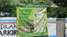 Maggot dan Limbah Sampah, Kolaborasi Pemerintah dan Masyarakat untuk Jakarta Bersih