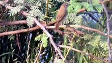 The Mystery of the Sykes's Warbler: A Long-Distance Journey Revealed!