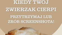Cytaty biblijne gdy twój zwierzak cierpi