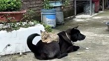 The friendship between cats and dogs is so enviable, hahaha!