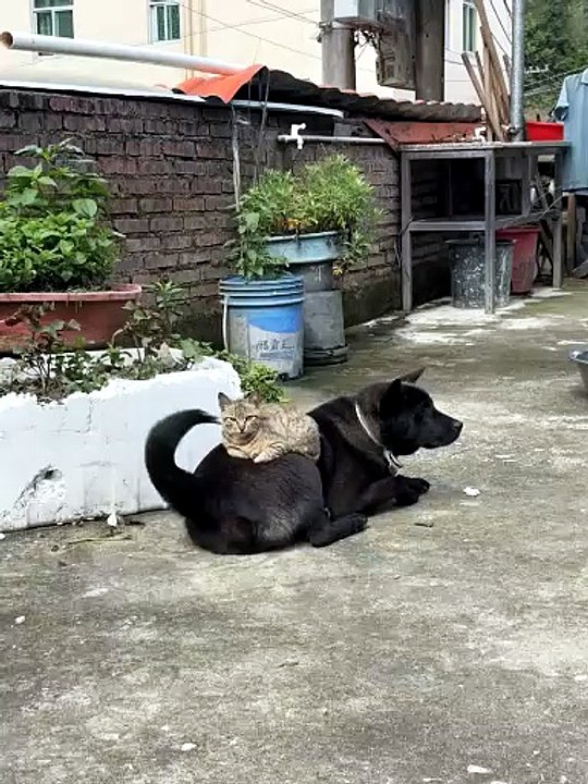The friendship between cats and dogs is so enviable, hahaha!