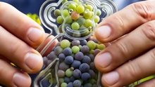 Giant Monkey Grape Mold – Ultra Realistic Fruit Engineering Masterpiece 🍇🐒