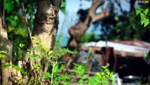 W h a t . L i e s . B e n e a t h . S 0 1 E 9 5 . 5 4 0 p . x 2 6 5 . A A C [Full Movie] [Vertical Drama]Full EP - Full