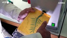 Cannes, dietro le quinte della realizzazione della Palma d'Oro