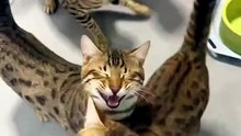 meaw waw weeeow #Cats #FunnyCats #CuteCats #Meow