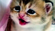 meaw waw weeeow 2